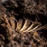 ...� costellata da resti di conchiglie...